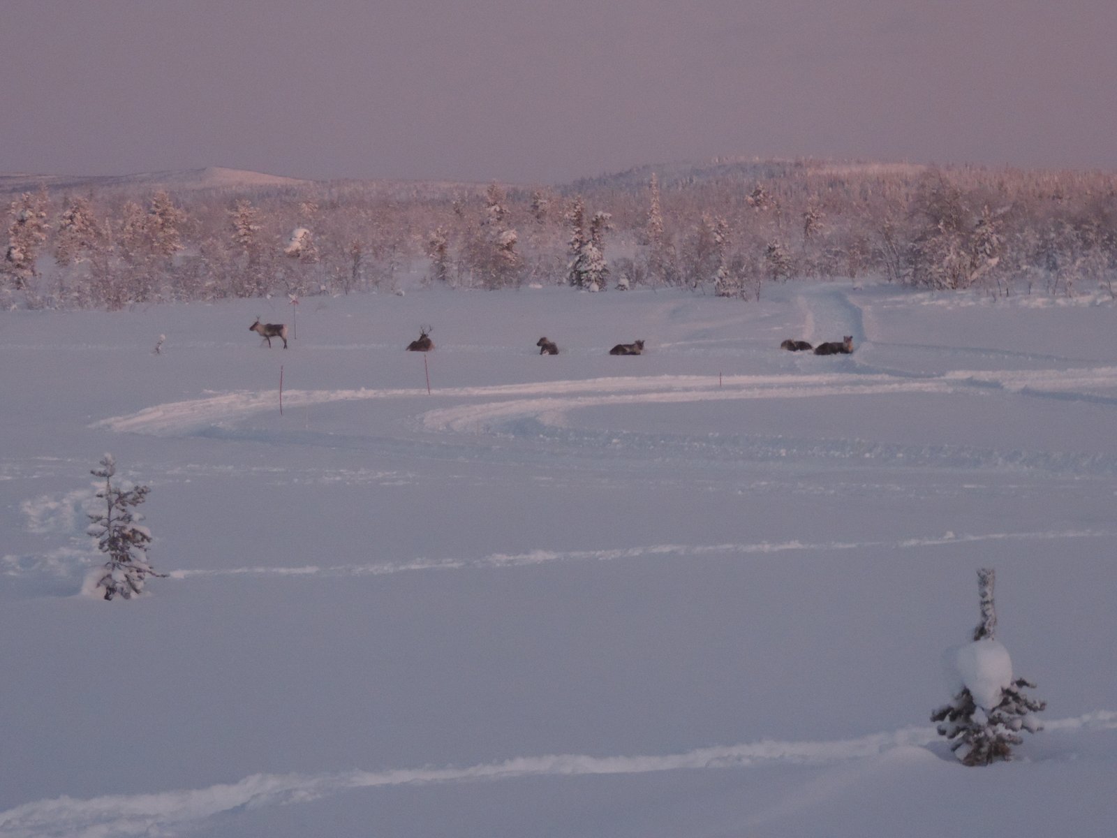 Rendieren in sneeuwlandschap met roze licht.