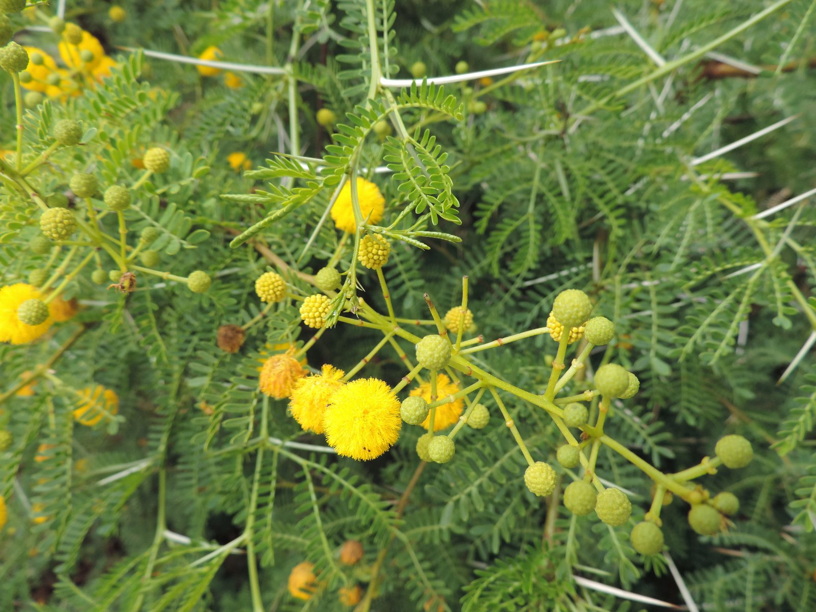 Mimosa (geel tussen groen).