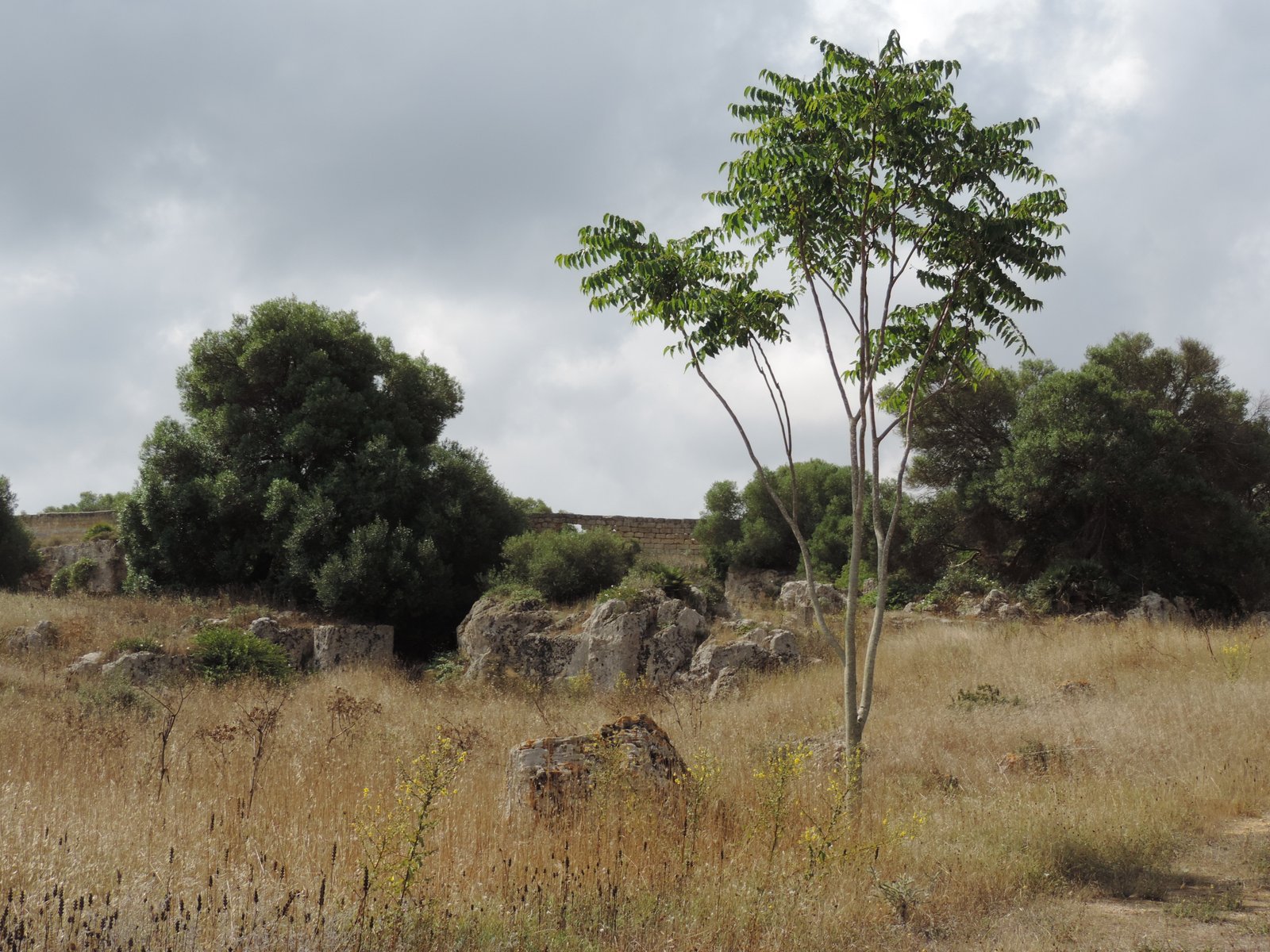 Droog landschap met rotsblokken.