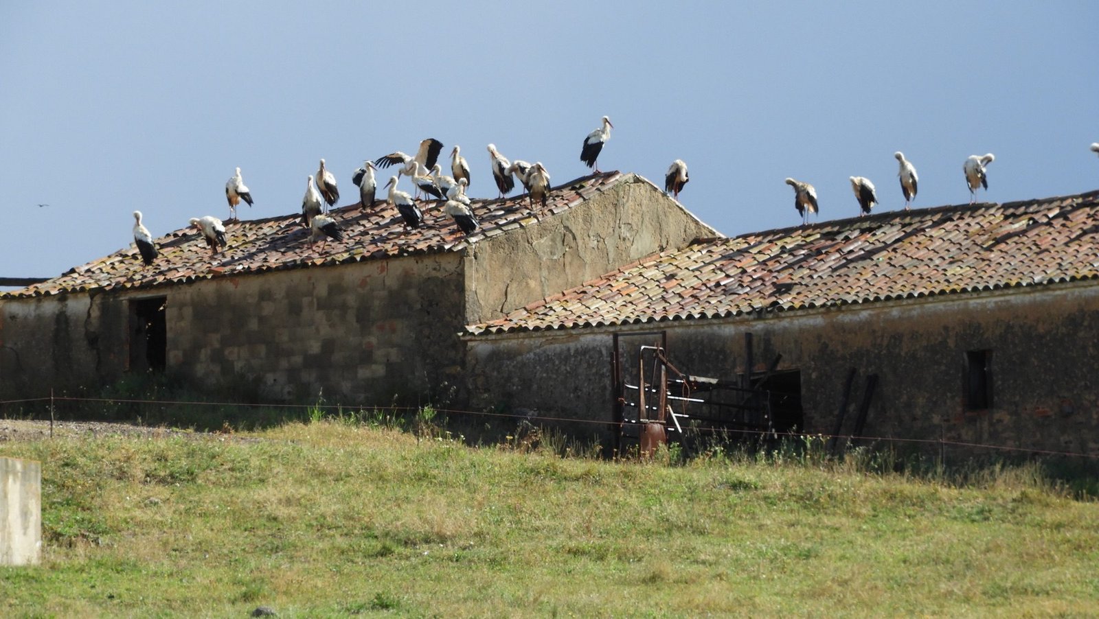 Storks on road to Monchique