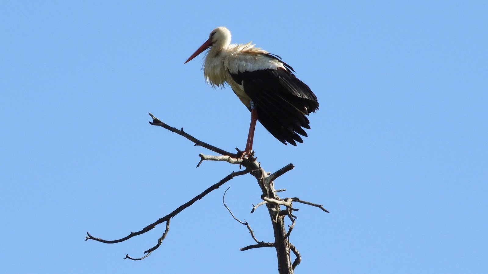 Stork on road to Monchique