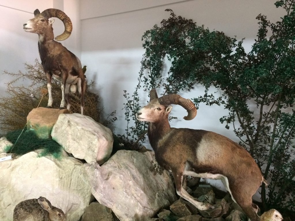 Opgezette moeflon in museum.
