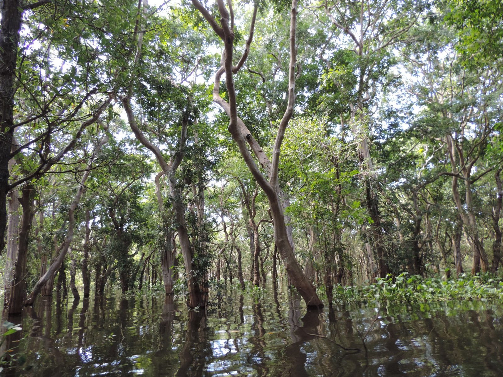 Moeras en meer met bomen in het water.