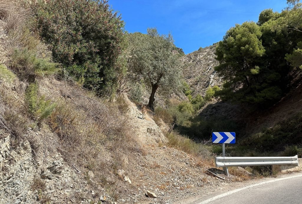 Kloof met mediterrane begroeiing in Parque Natural Sierra Tejeda. 