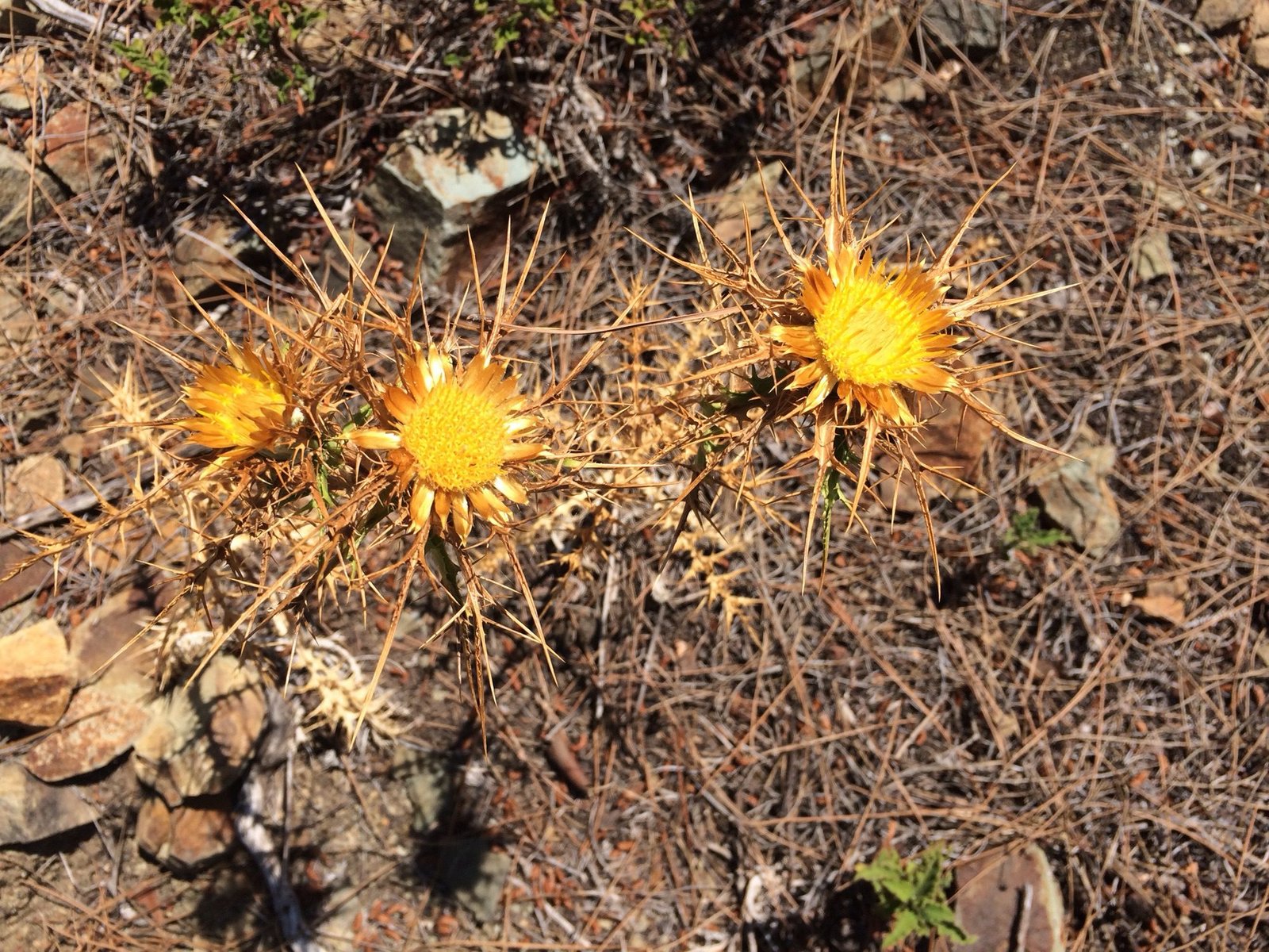 Drie felgele bloemen.