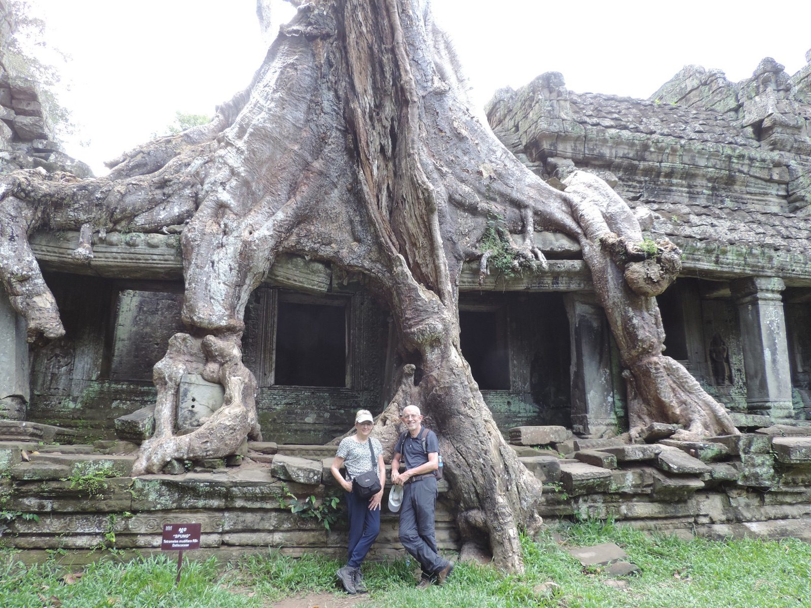 Toeristen voor tempel met grote kapok-boom op dat van tempel.