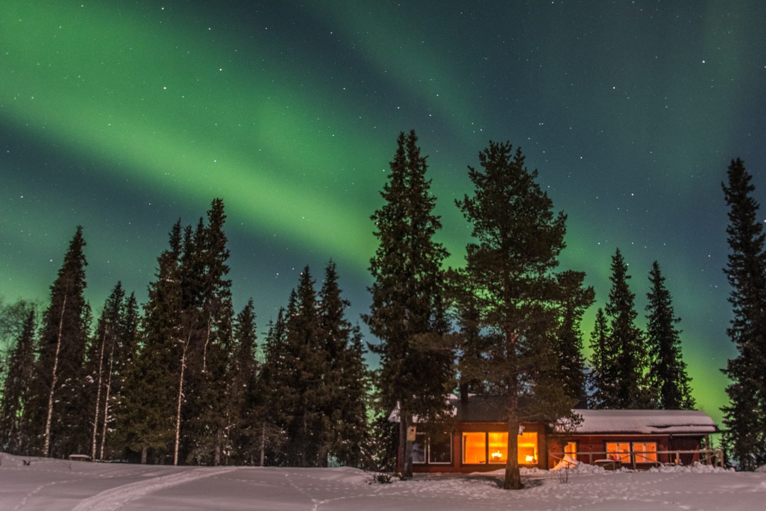 Aurora Borealis: dennen en een verlicht huis.