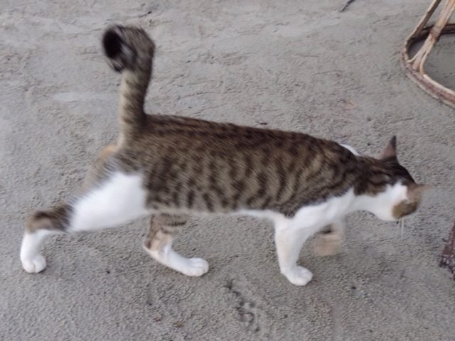 Kat met gekrulde staart. 