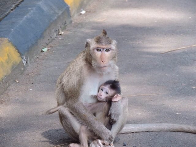 Moeder makaak met baby.