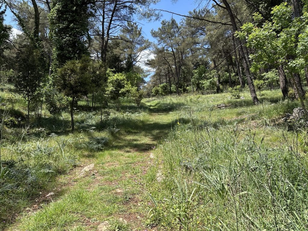 Weg in groene bosomgeving in Nissaki, Ioannina, Centraal Griekenland