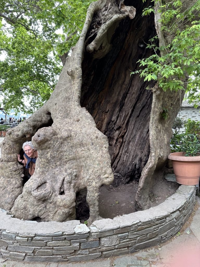 Grote holle boom met hoofd van toeriste links in Makrinitsa, Pelion