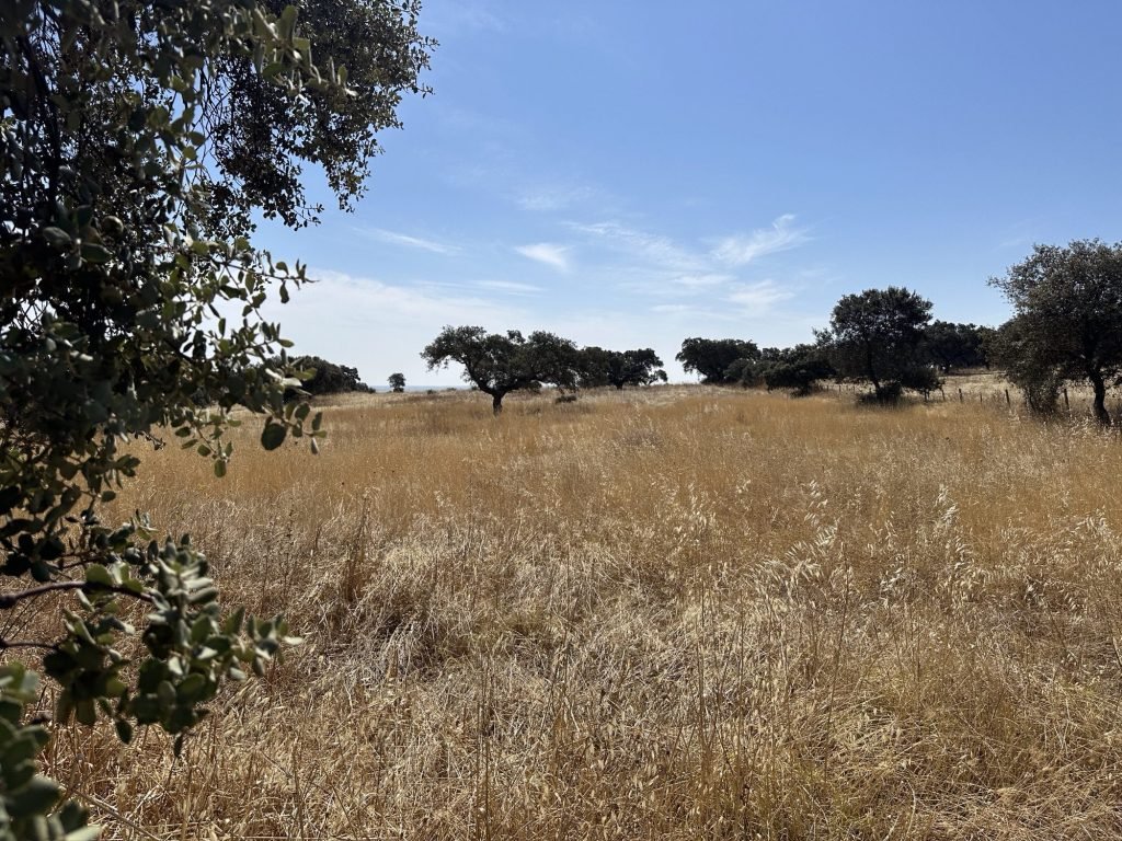 Op weg naar Elvas: helling met droog gras en bomen tegen blauwe lucht