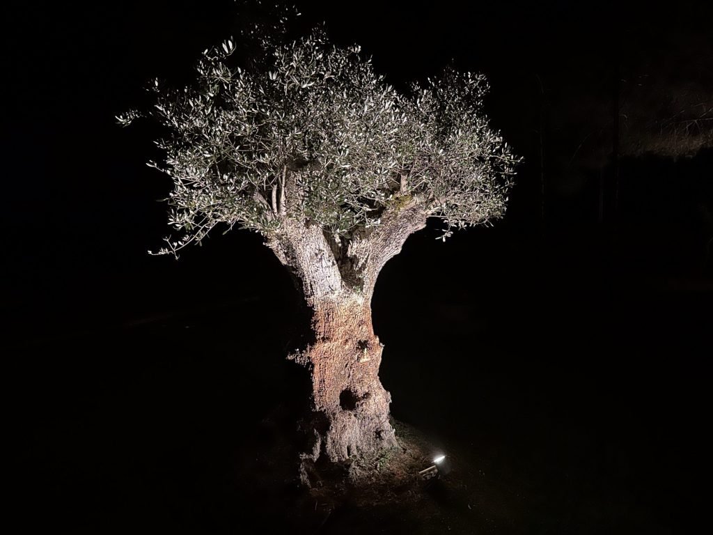 Feeërieke foto van verlichte olijfboom ‘s nachts in Monte dos Pinheiros