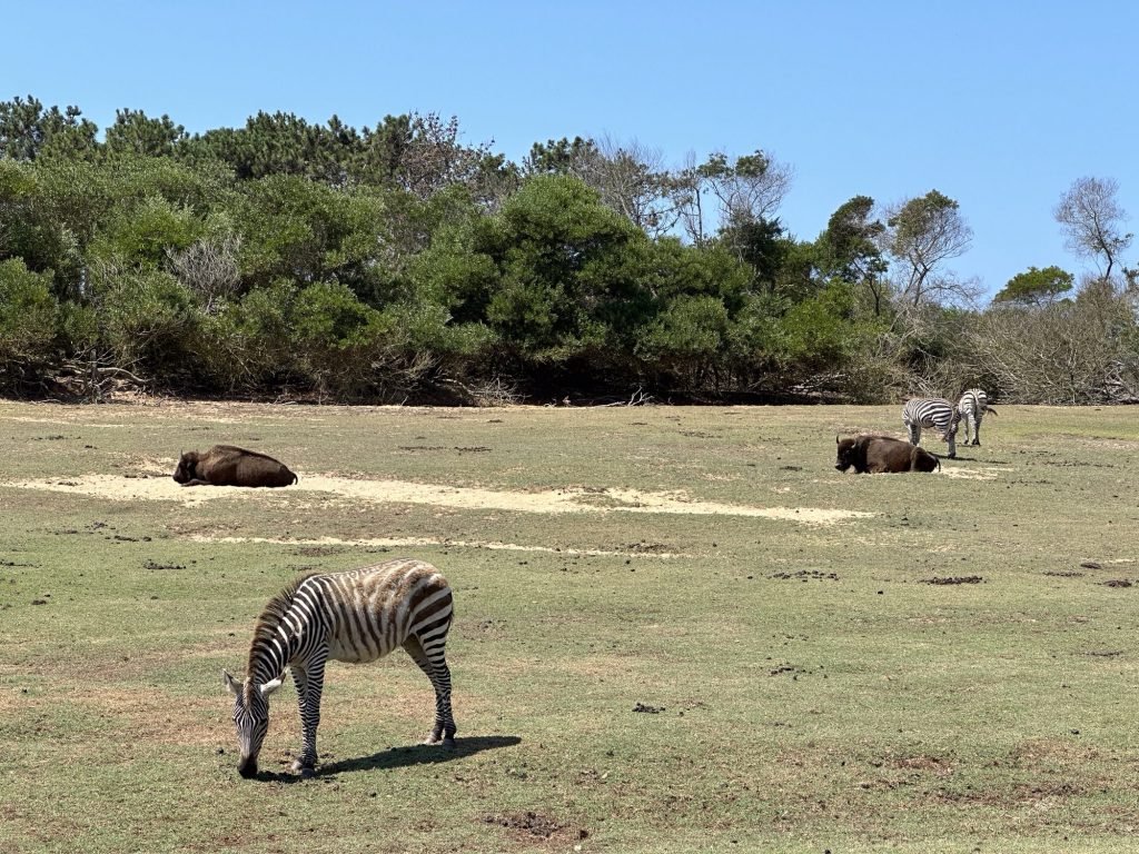 Zebra’s en Afrikaanse buffels in dierenpark van Zambujeira