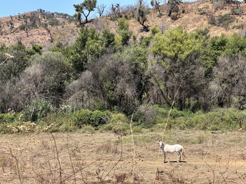 Wit paard voor groene heuvels in Zambujeira de Cima