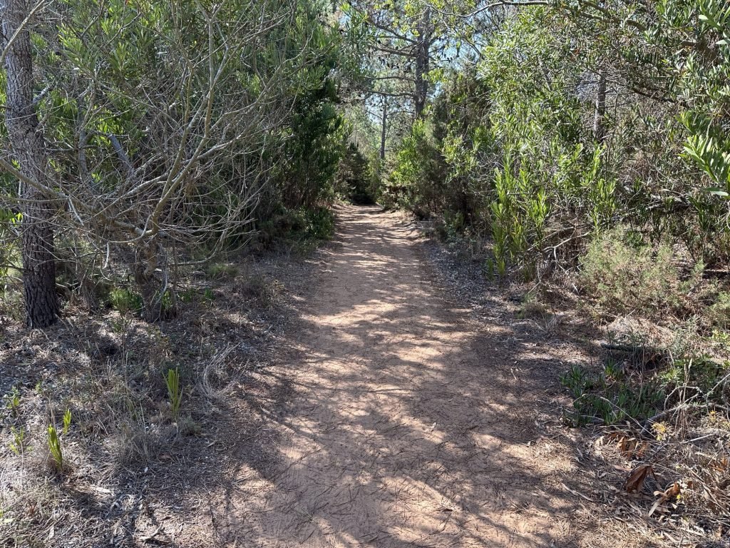 Paadje door duinen-bos op de Rota Vicentina