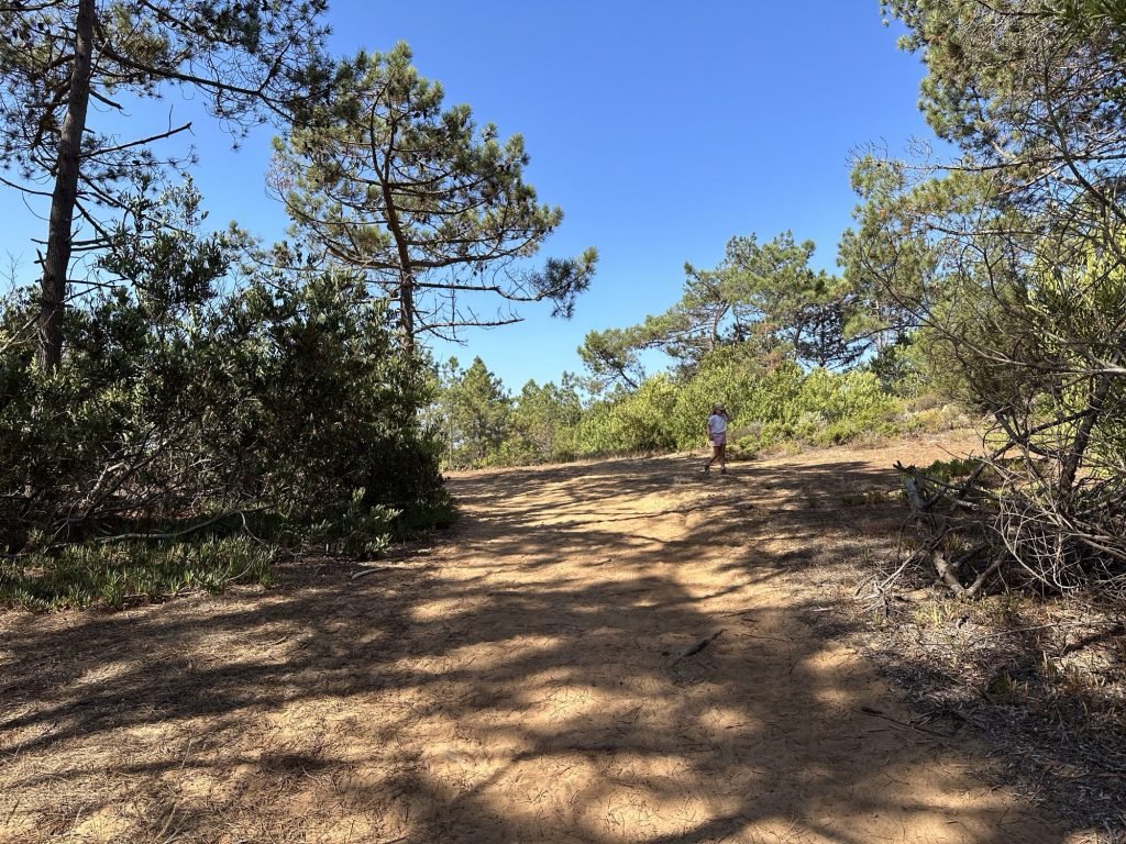 Open plek in het duinen-bos op de Rota Vicentina
