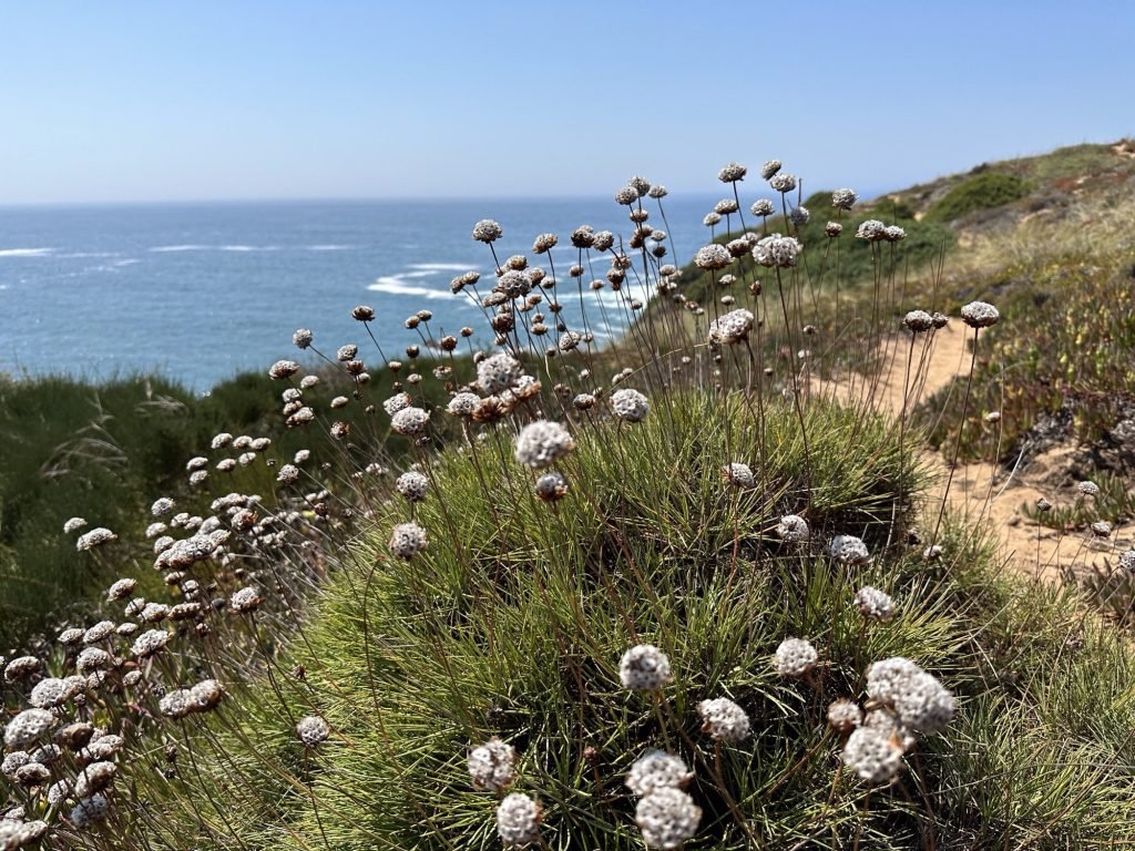 Engels gras op de rotsen langs een baai van de Rota Vicentina
