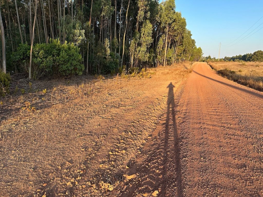 Lange rode grintweg met uitgerekte schaduw van man naast eucalyptus bos in Algares