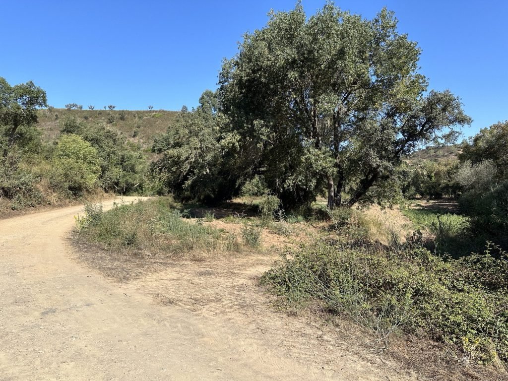 Grindweg naar Castelo do Burro: boom in golvend landschap