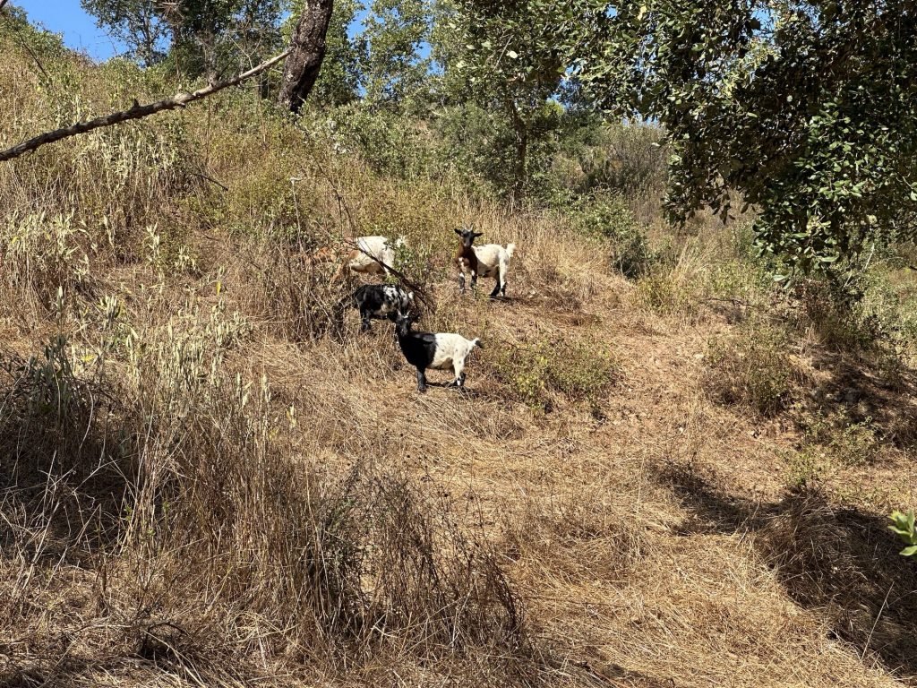 Drie wit-zwarte geiten op helling langs de weg naar Castelo do Burro