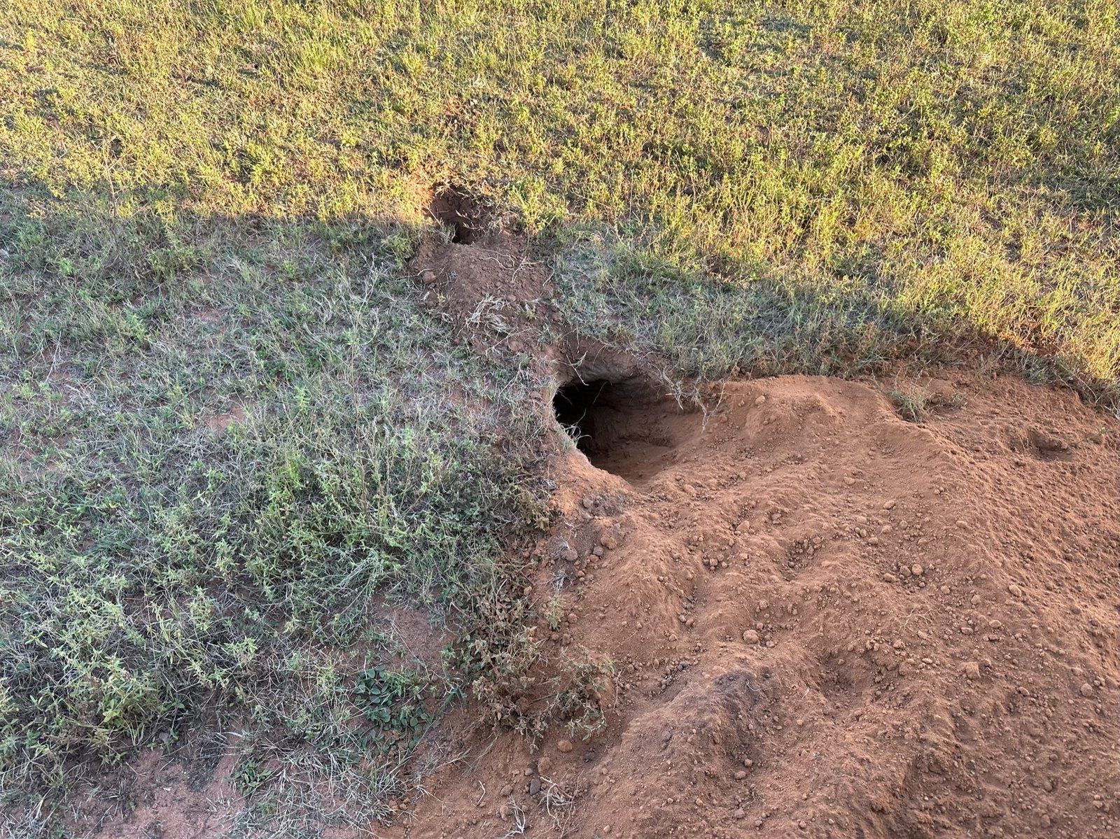 Welgevonden Game Reserve: hol van aardvark in rode aarde. 