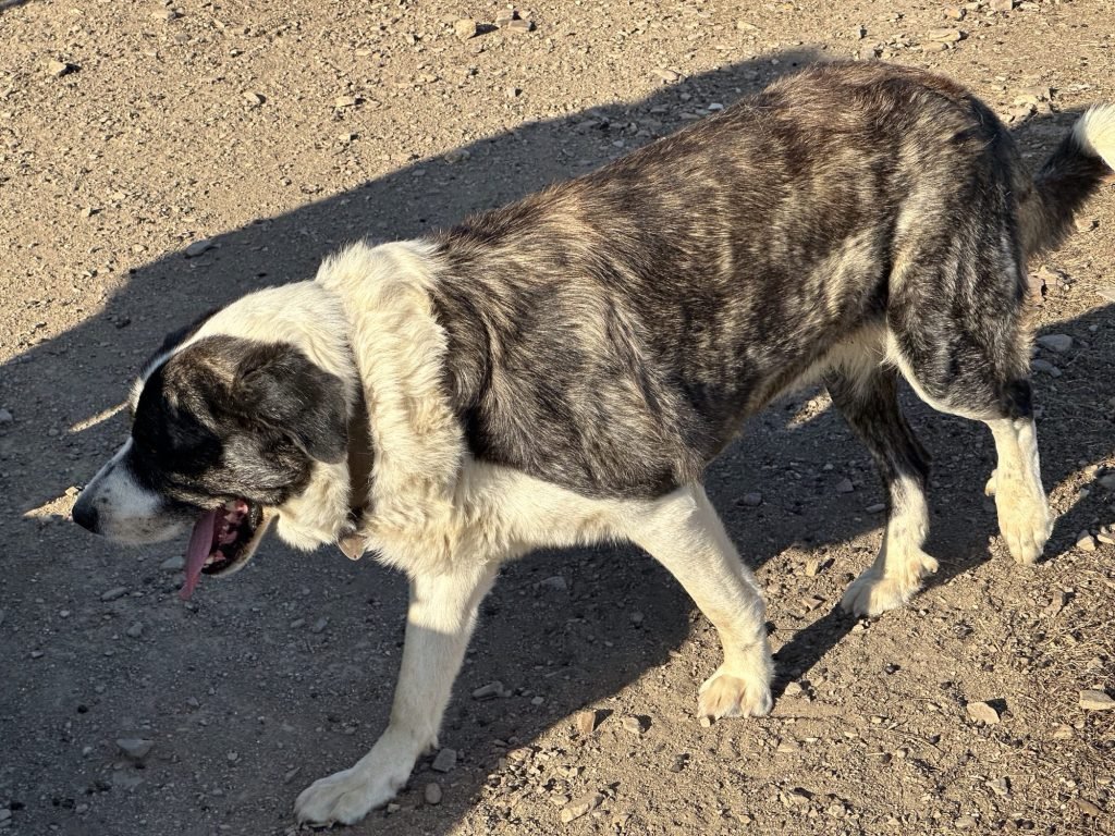 Rafeiro do Alentejo hond in Castelo do Burro