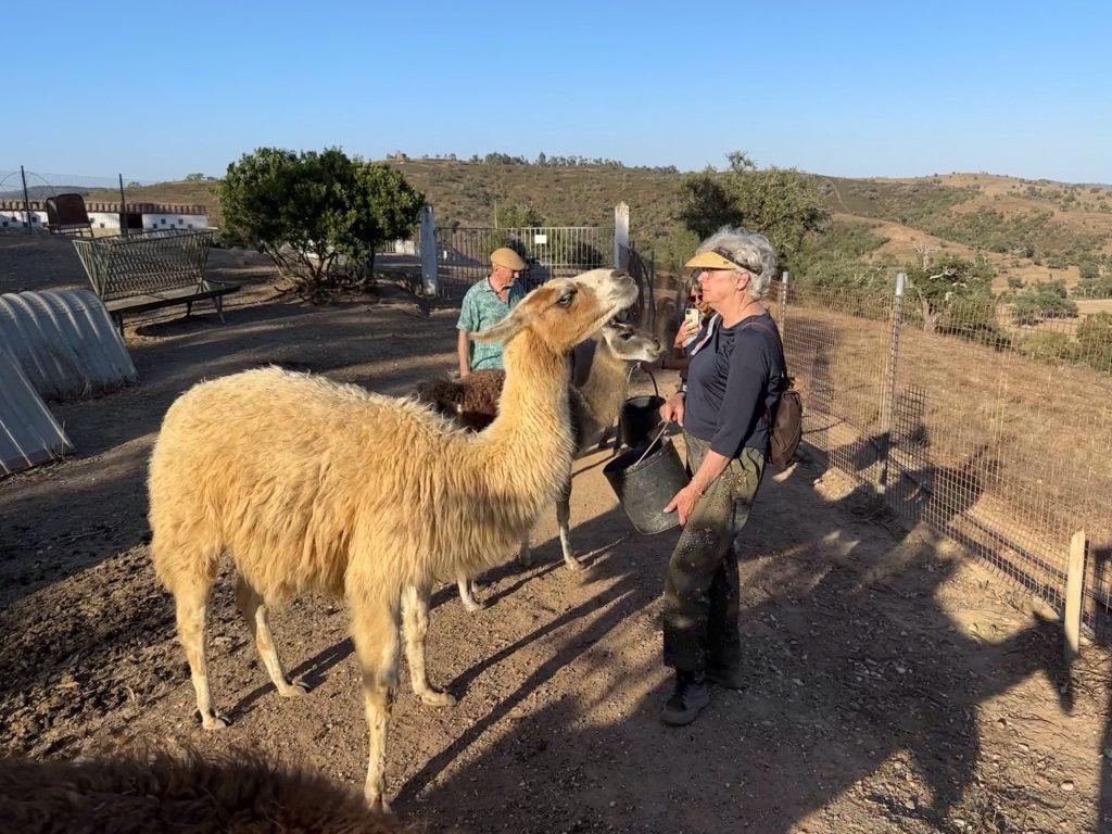 Lama met toeriste in Castelo do Burro