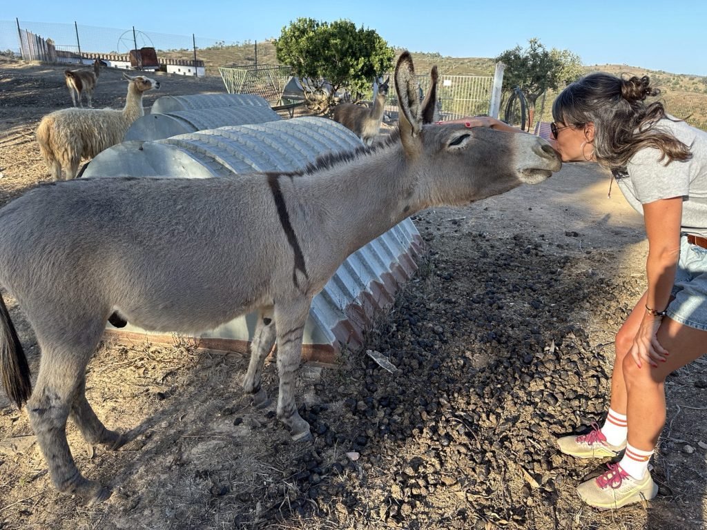 Ezel en toeriste kussen in Alentejo, Portugal