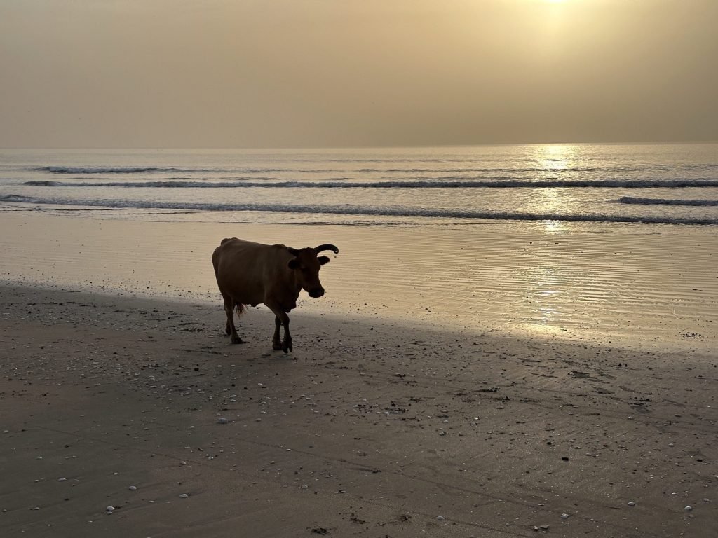 Koe op het strand bij zonsondergang