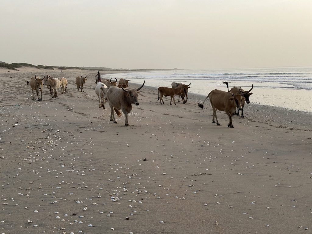 Kudde koeien met herder op het strand bij zonsondergang