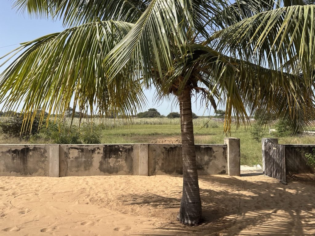 Palmboom voor groene savanne vanop het Bird Observancy Station