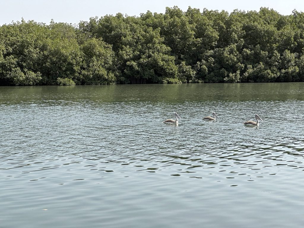 Drie pelikanen op rivier