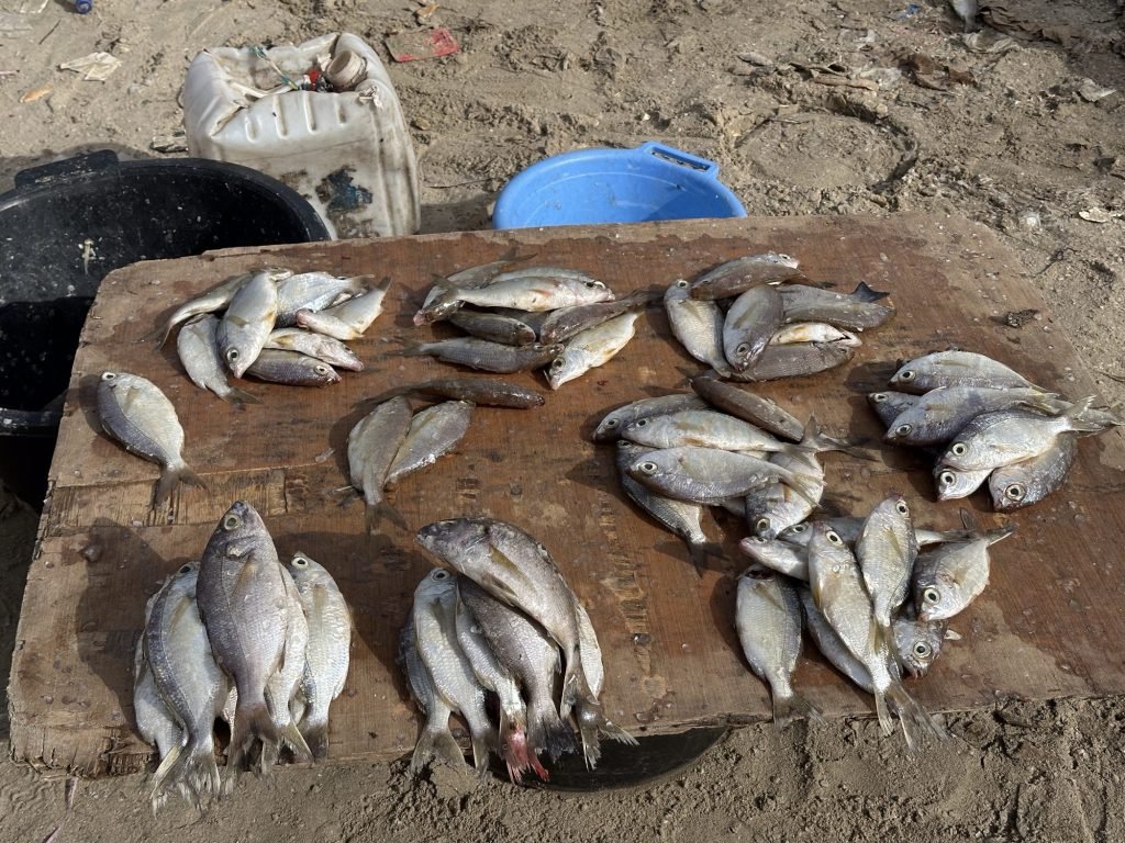 Vissen uitgestald op houten plank op de grond