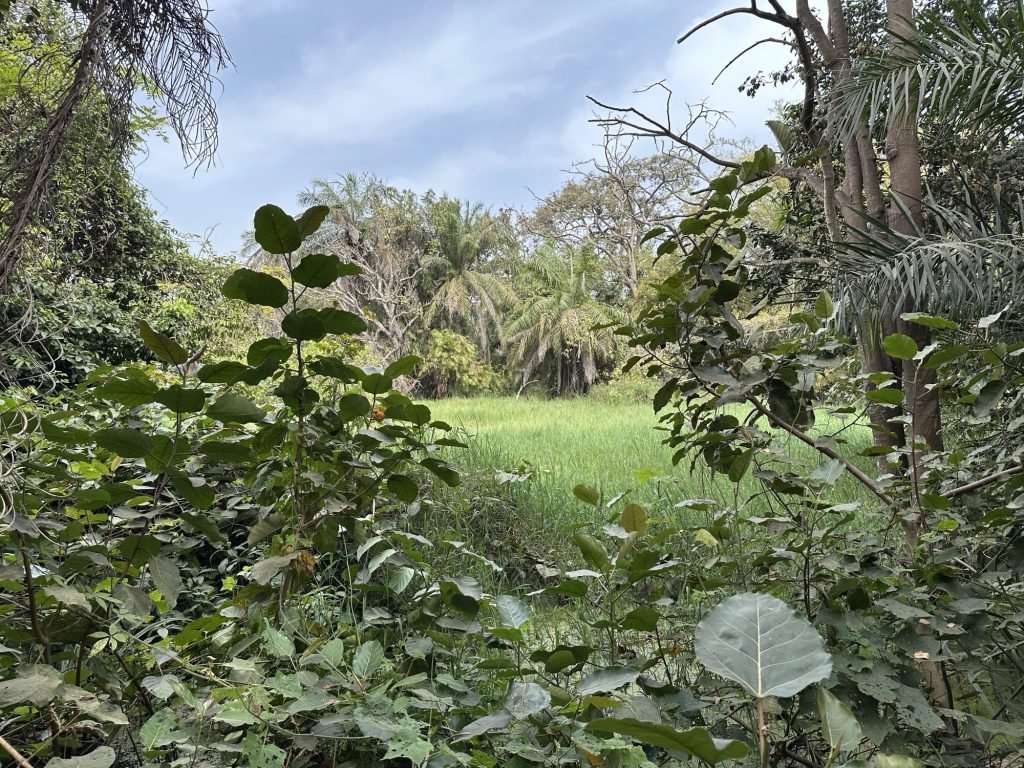Open grasland plek in de jungle