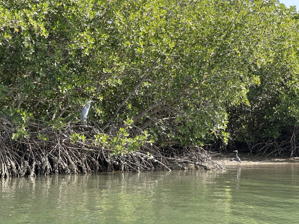 Rivier met mangroves