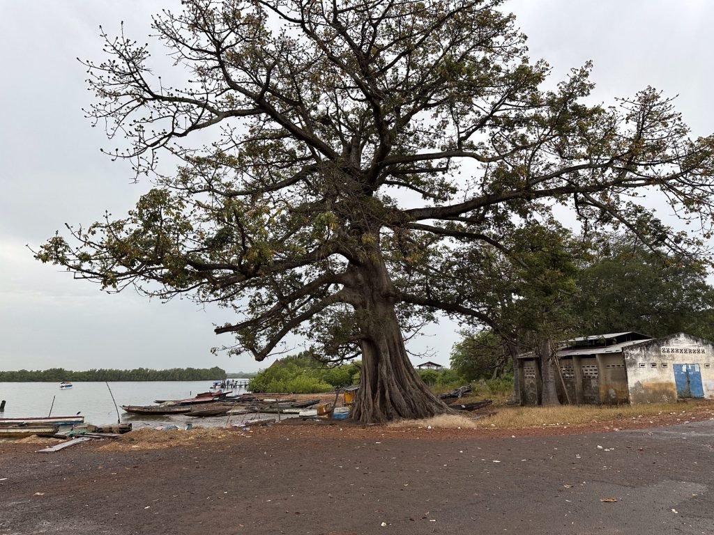 Grote kapok-boom aan mini-haventje van Bintang
