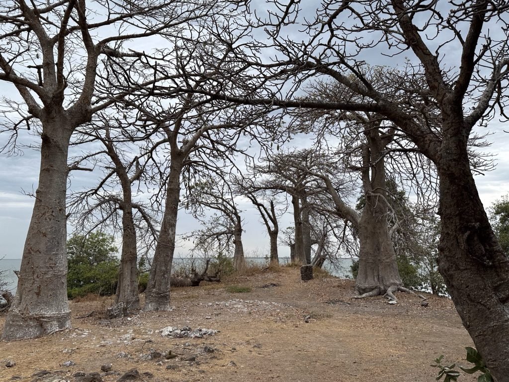 Dubbele rij baobabs op Kunta Kinte eiland