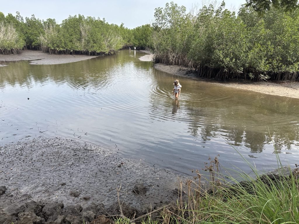 Toeriste met kind op rug waadt door mangrove-riviertje