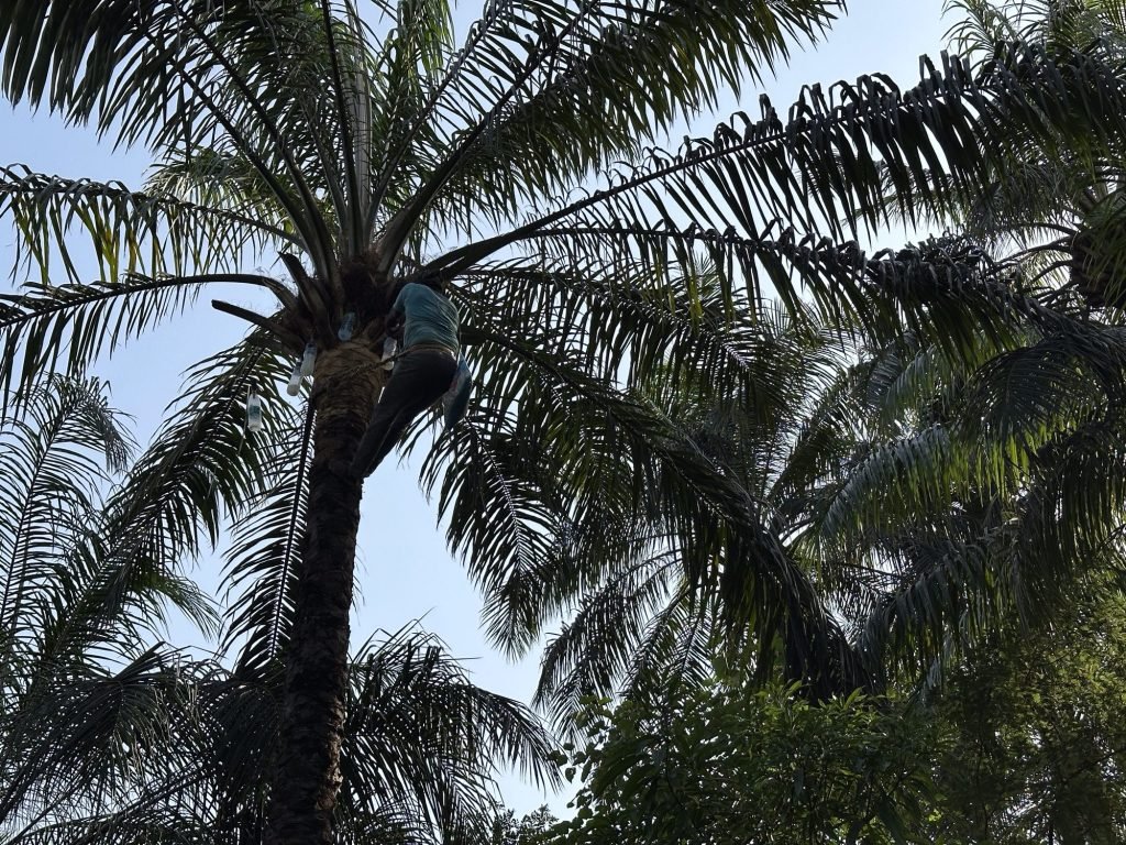 Man oogst hoog in palmboom sap om palmwijn te maken