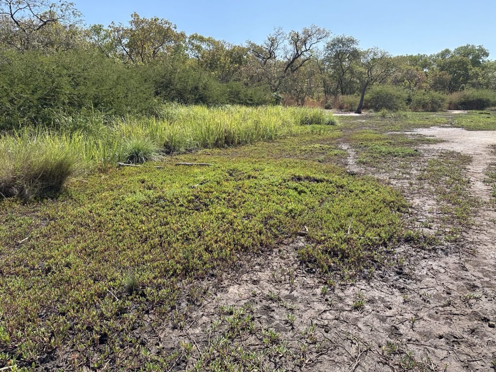 Groene moerasrand van een meer