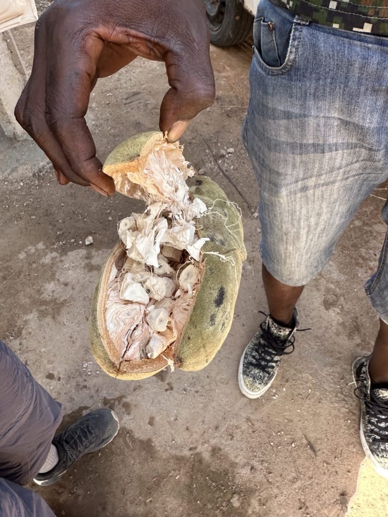 Geopende baobab-vrucht met witte eetbare pitten”