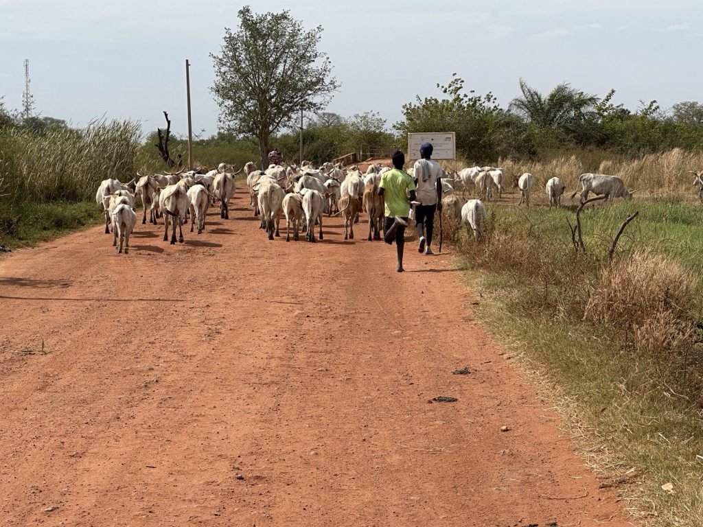 Grote kudde koeien op rode zandweg en met twee herders