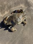 Close-up van een krab
