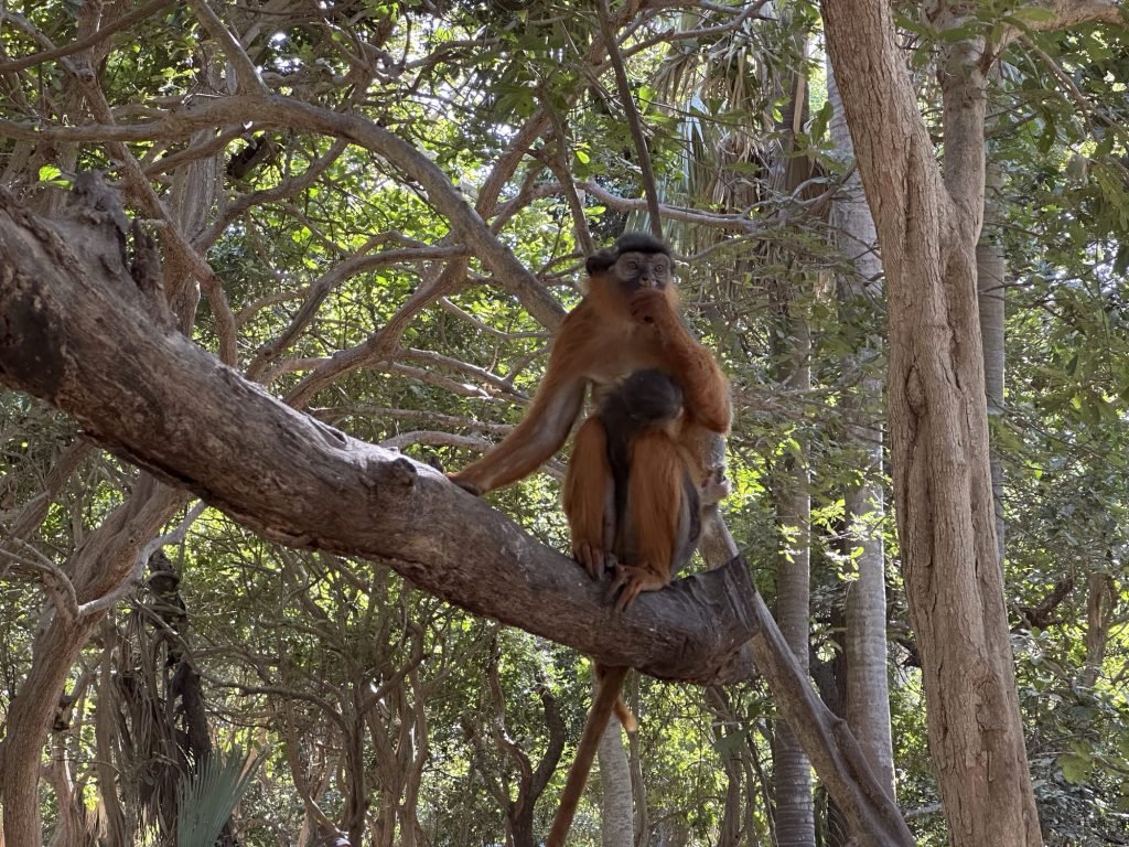 Rode colobus-aap met jong op boomtak in jungle van Bijilo