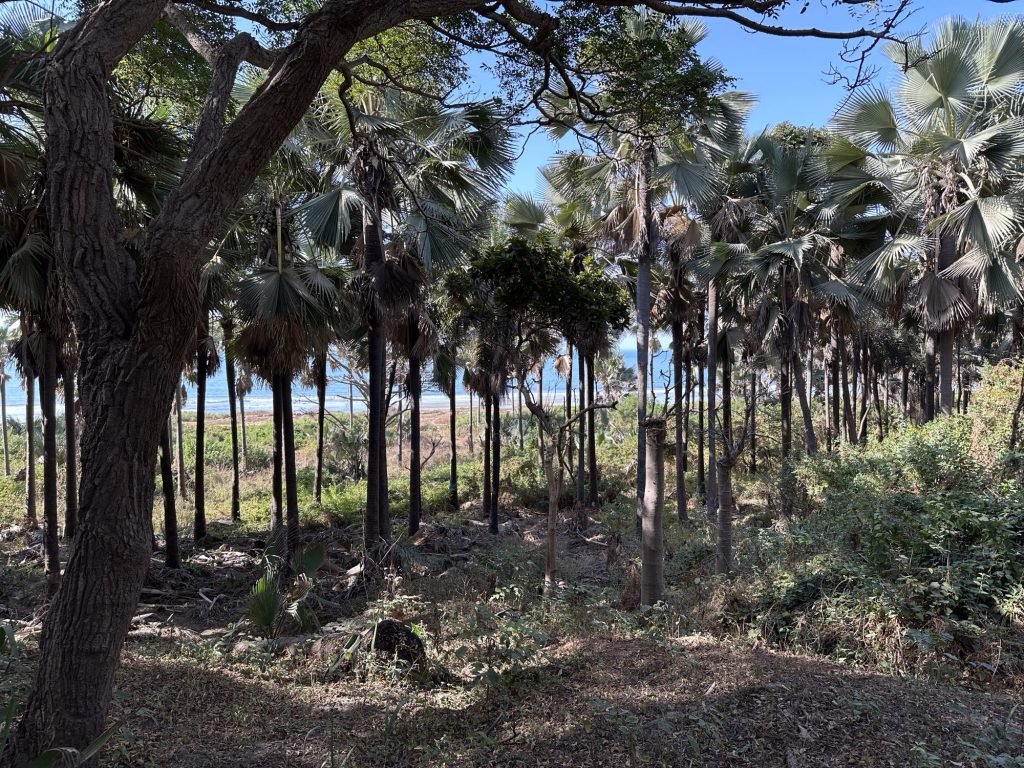 Palmbomen in Bijilo met de oceaan op de achtergrond