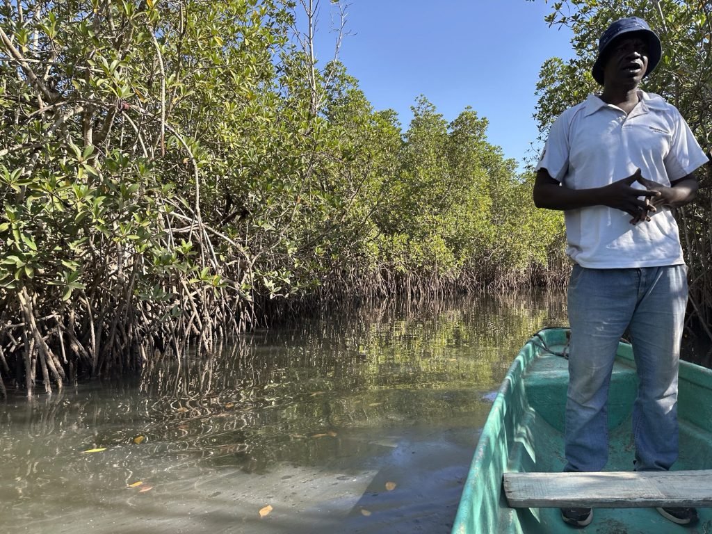 Met bootje en gids doorheen mangroves