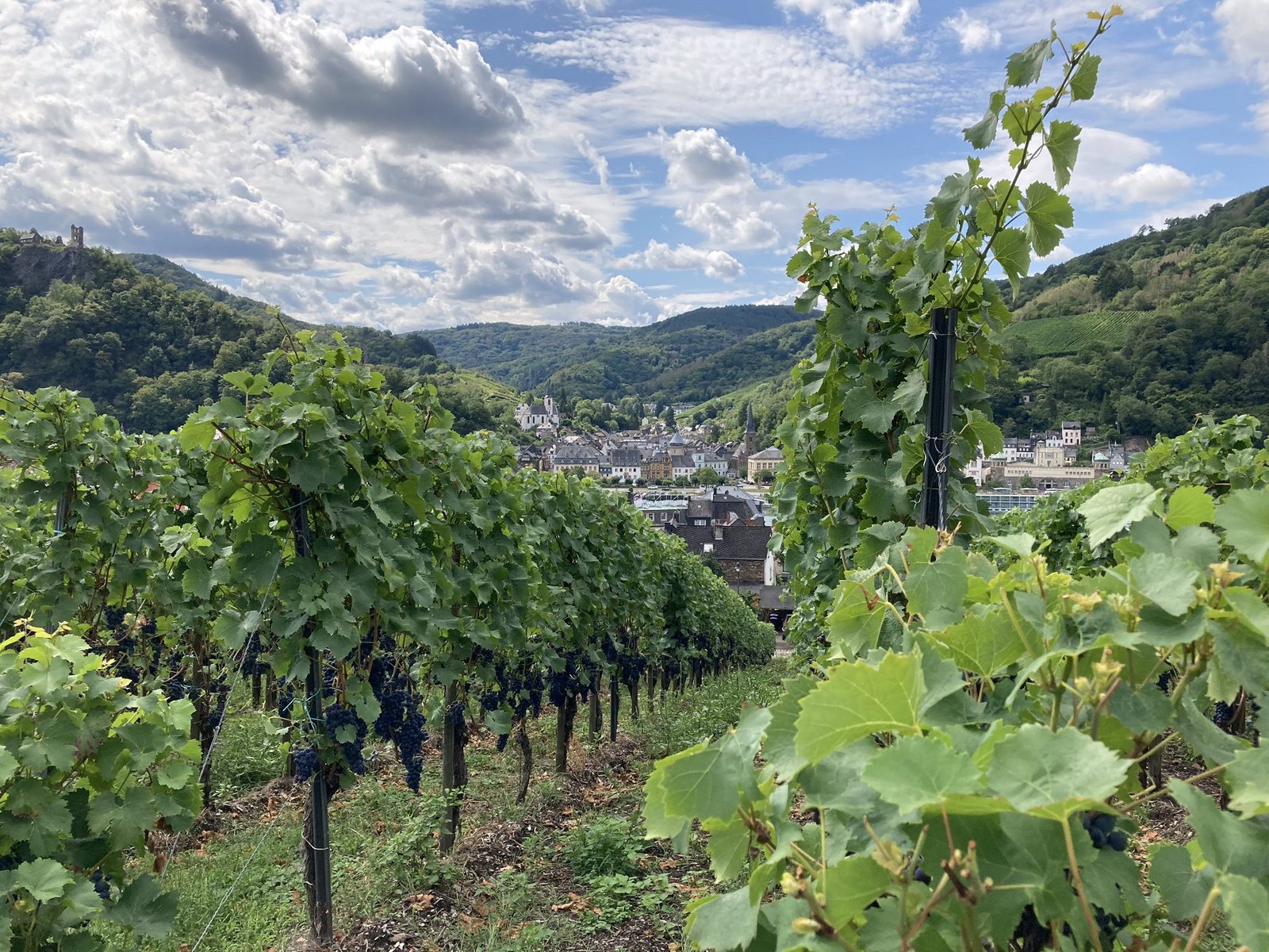 Wijnranken met Traben-Trarbach op achtergrond.