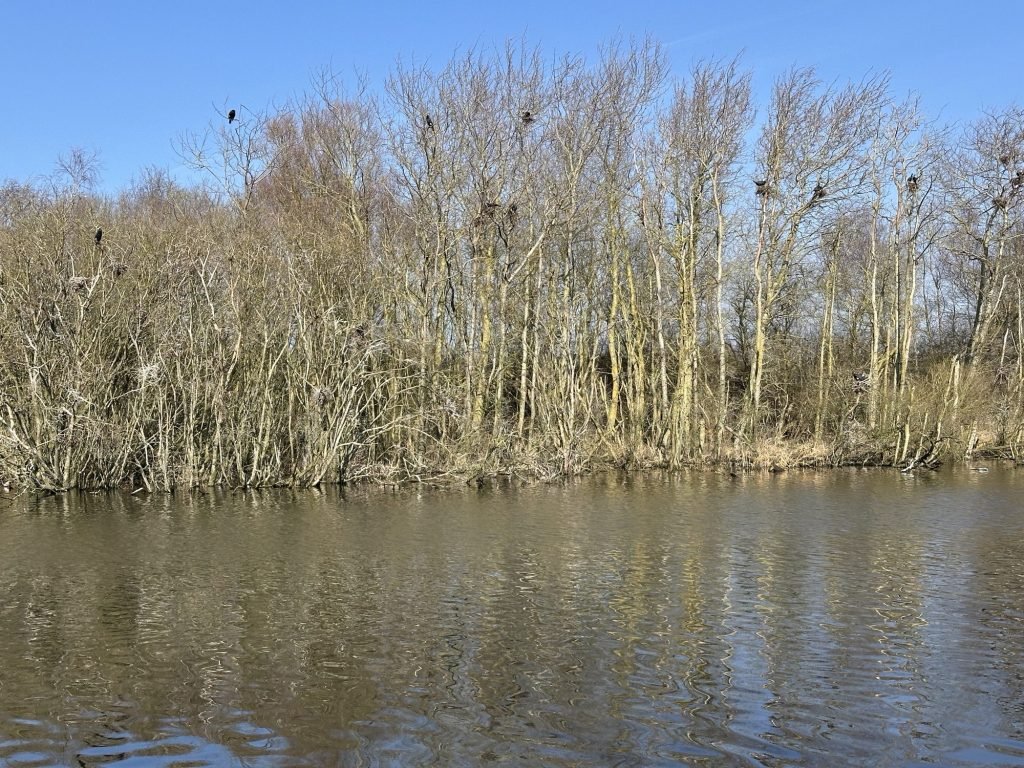 Water met bomen vol aalscholvers op de achtegrond