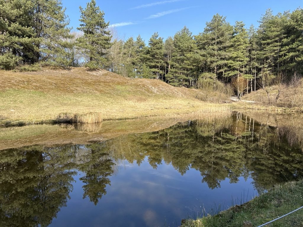 Vijver met weerspiegeling van dennenbomen en zandheuvels